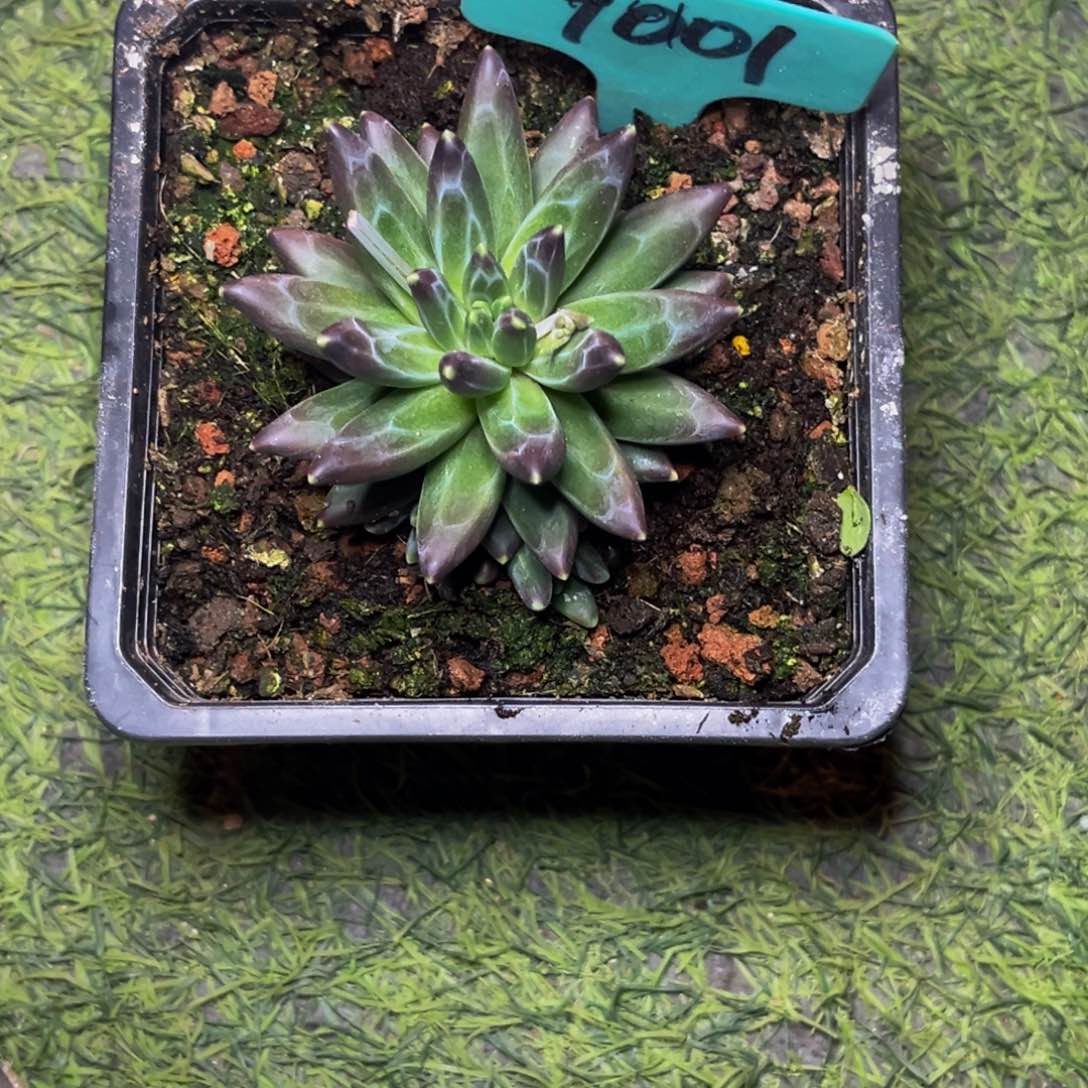 9001号晚上多肉植物群生多肉植物