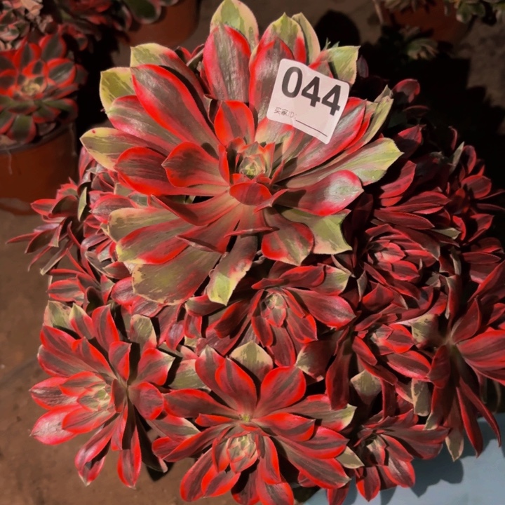 044浣纱多肉植物不售后