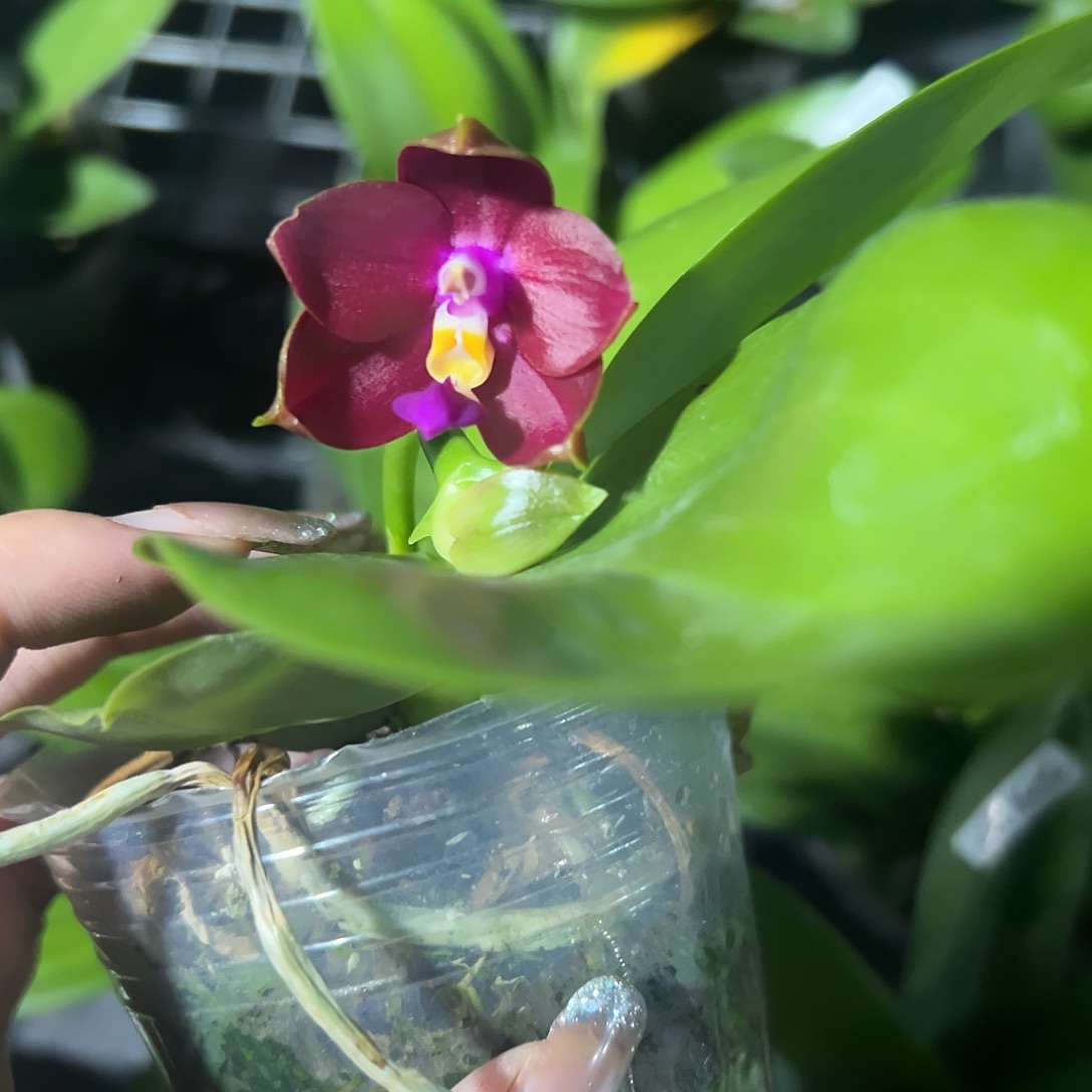 当前无花栽培后可以开花原生红花2.8带花不售后