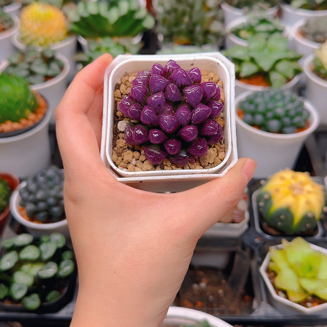 紫宝石冰灯玉露，原盆