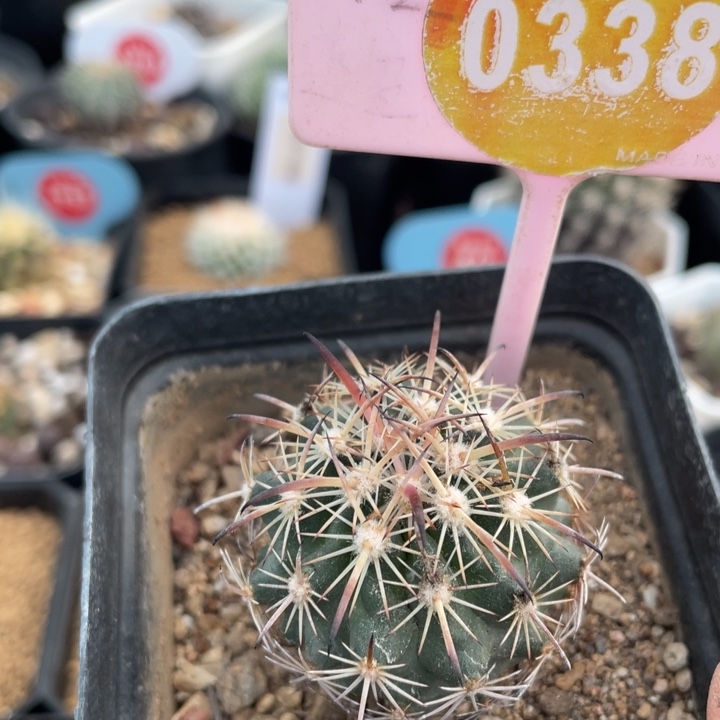 实生美刺属紫宝玉03380000