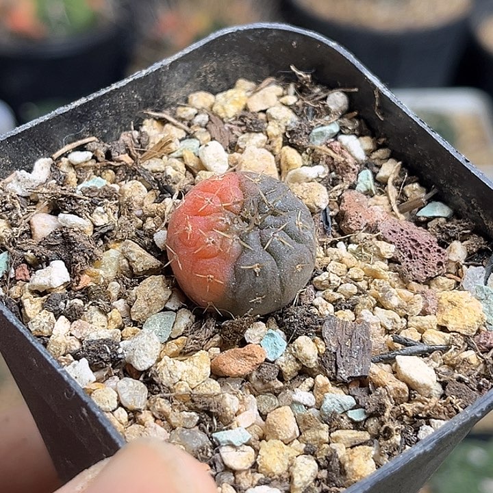 怪龙丸锦实生球1.8公分