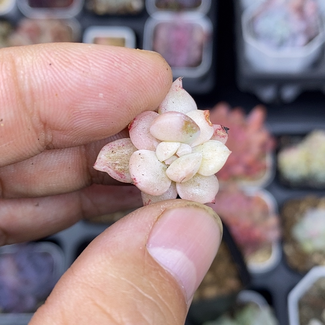 ****歪糖心锦很小包开箱不售后