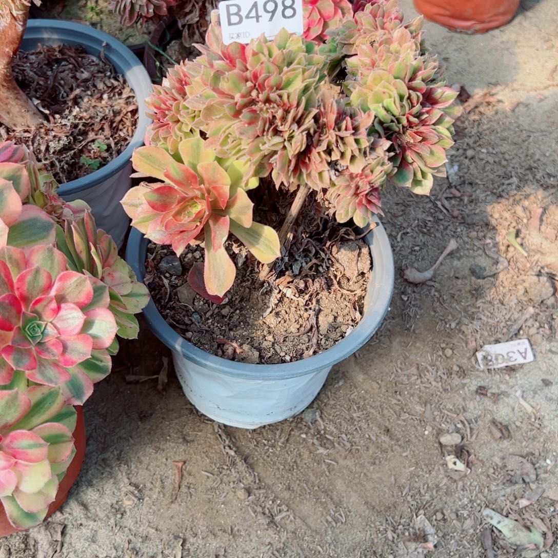 498洛神缀化多肉植物法师