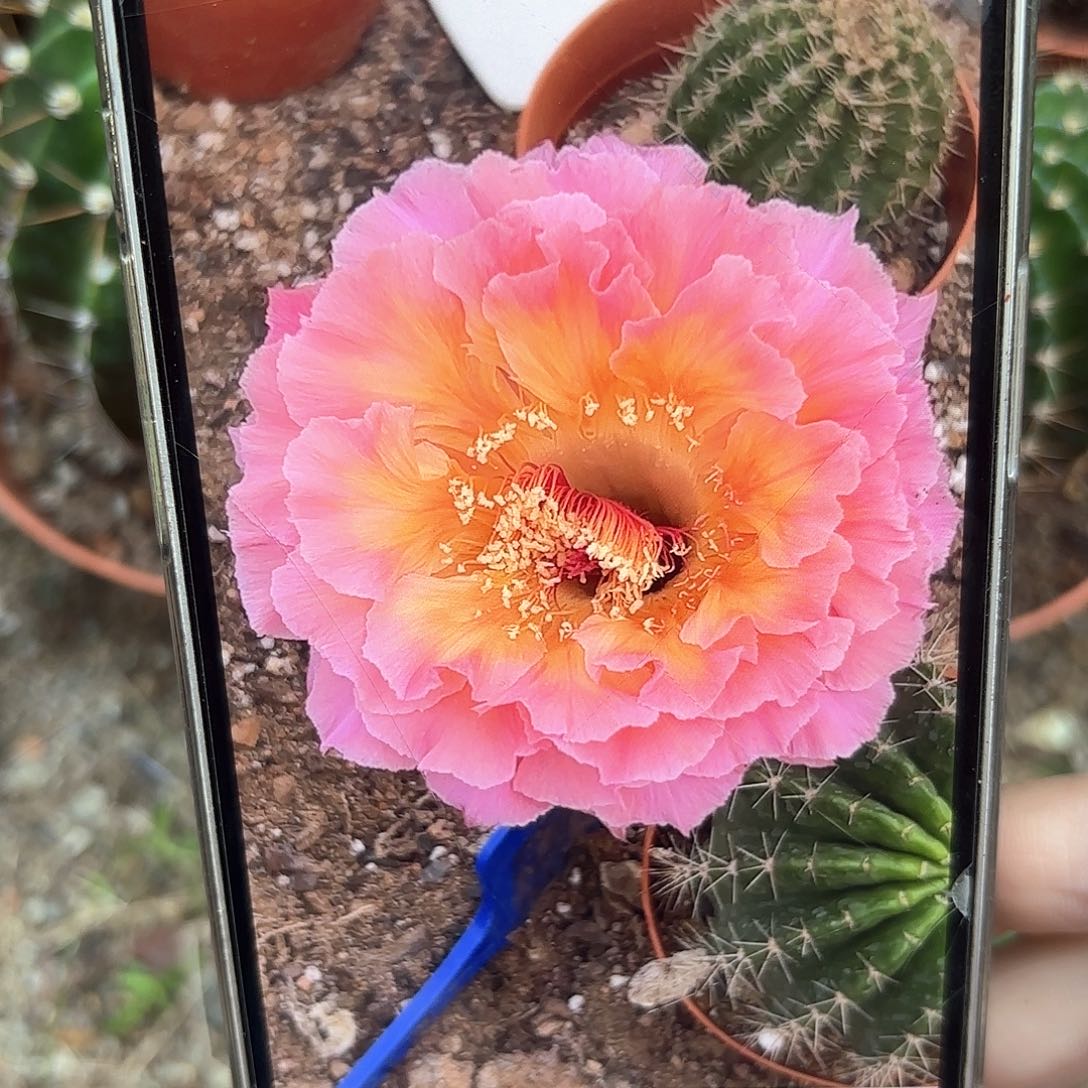 彩草青鸾火凤5.5-6公分左右