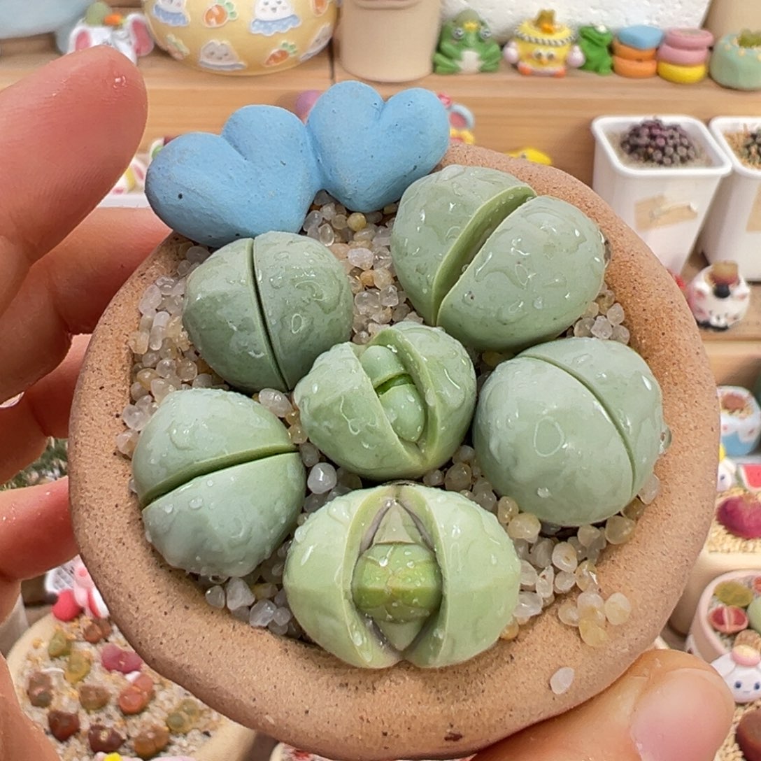 多肉植物22号元宝