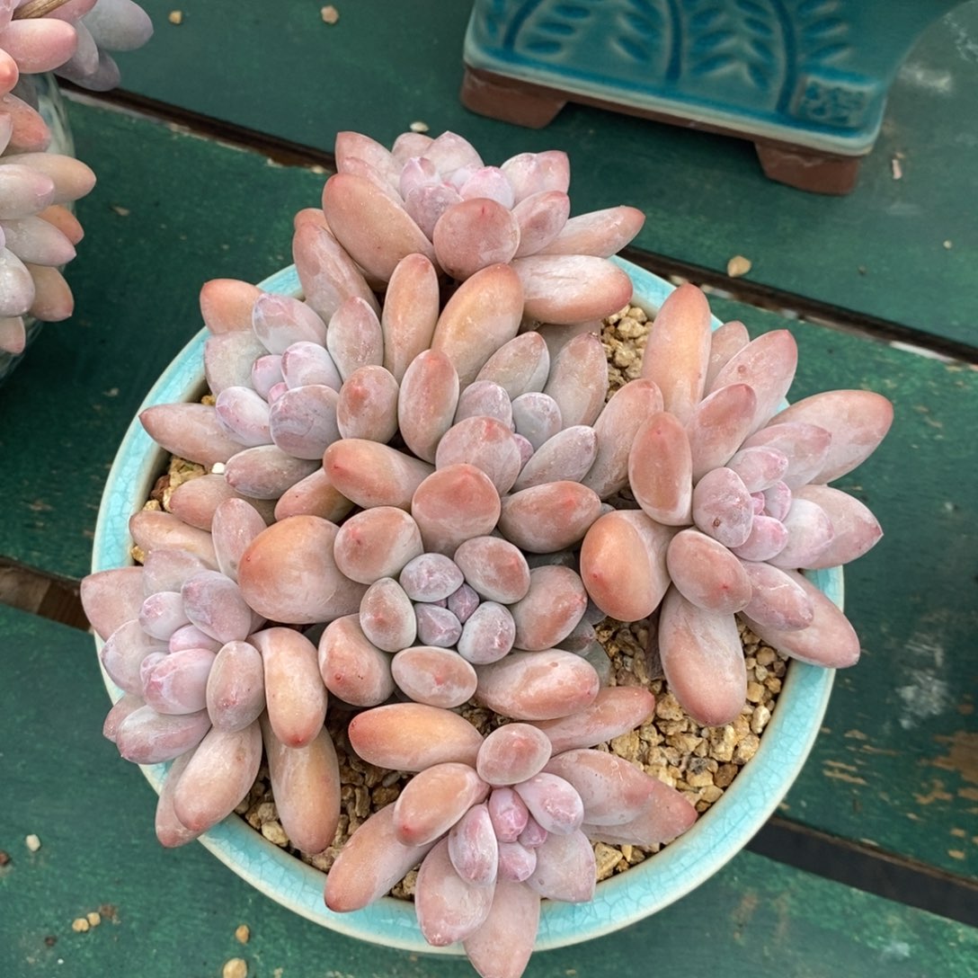 流*香水自然群，1234567894