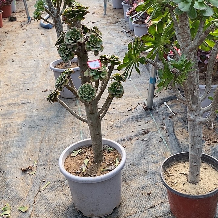 15，2颗多肉法师多肉秃头