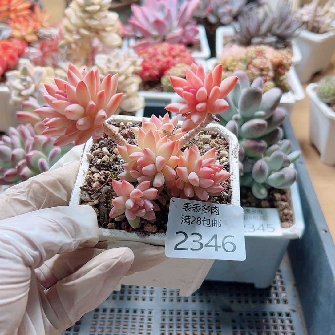 多肉一物一拍2346