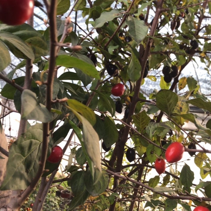 无花朵老鸭红灯了