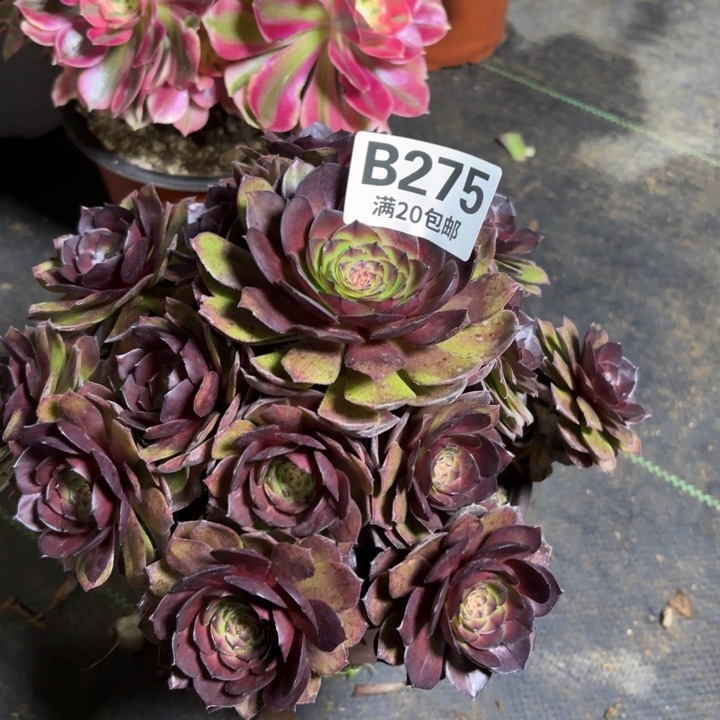 瑞妈一物一拍275