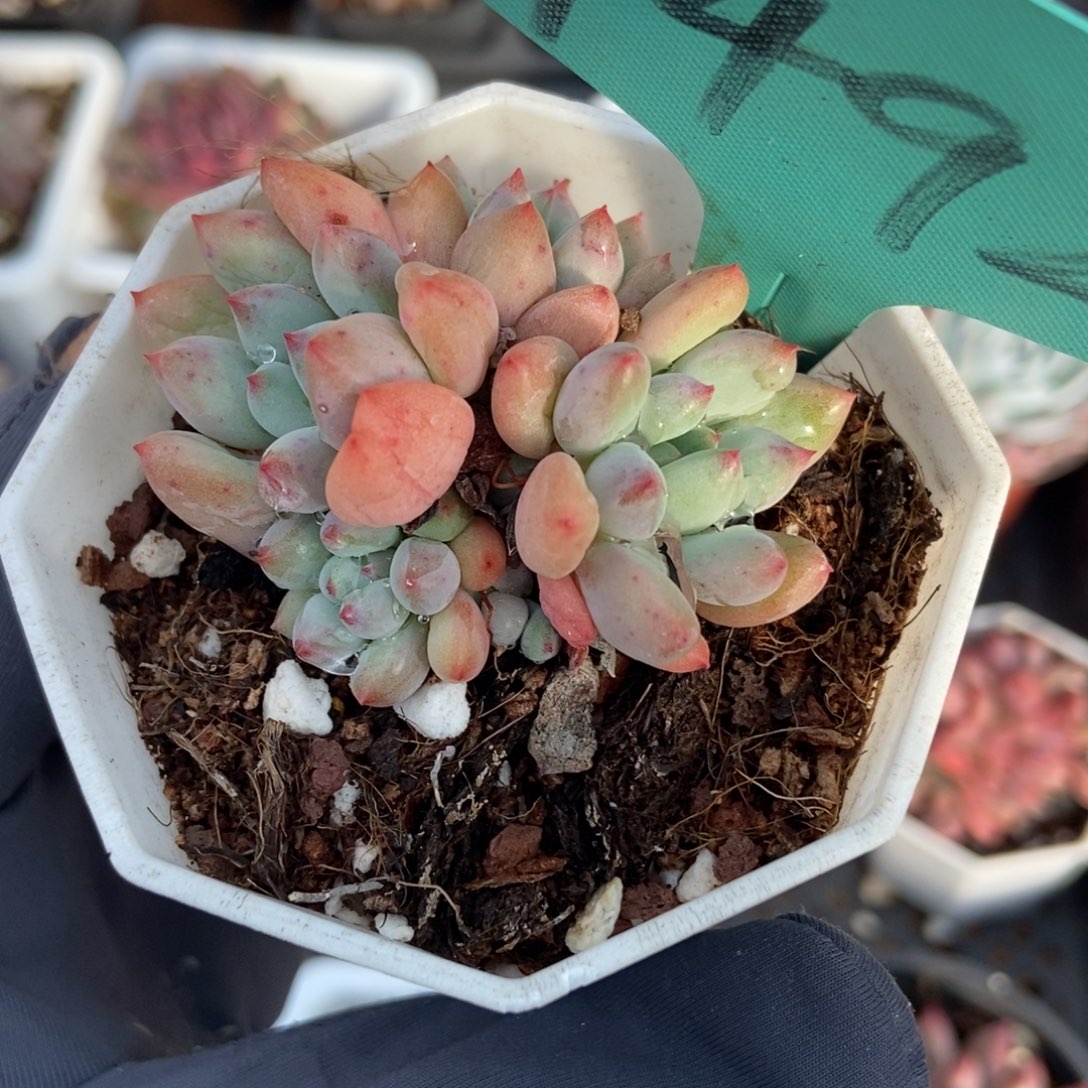 1492萤火虫多肉植物