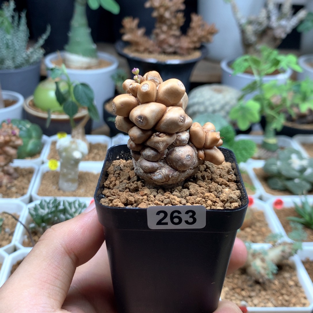 蛮鬼塔厚敦菊母本多肉带盆