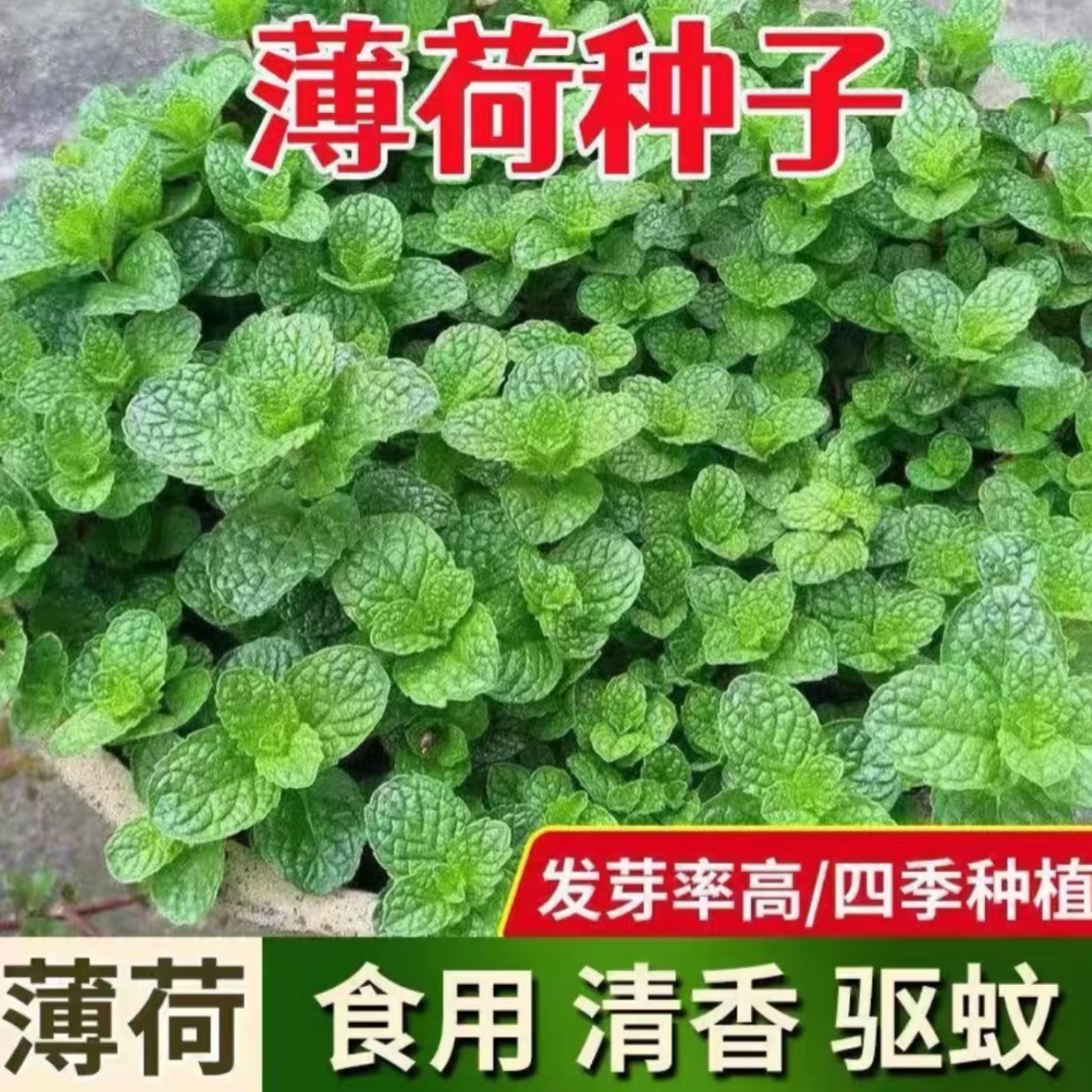 【薄荷种子】四季种植阳台花园小院盆栽地栽