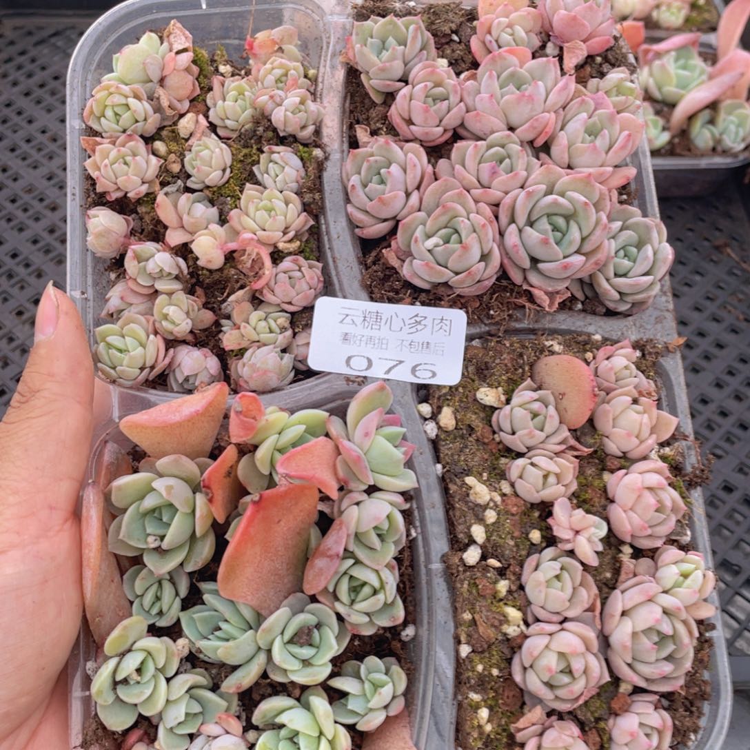 云糖心多肉植物76