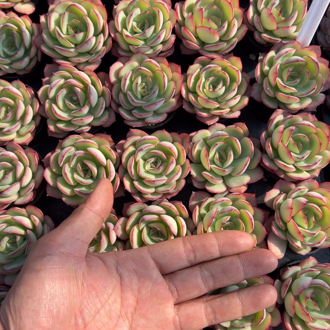 牡丹亭一颗量拍多肉满9.9元包邮