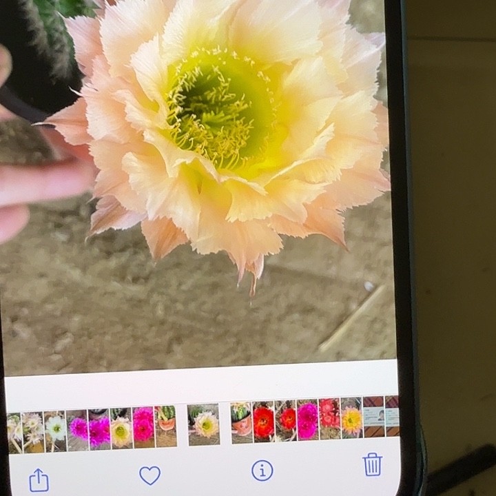 仙人球彩草侧芽歪g4126