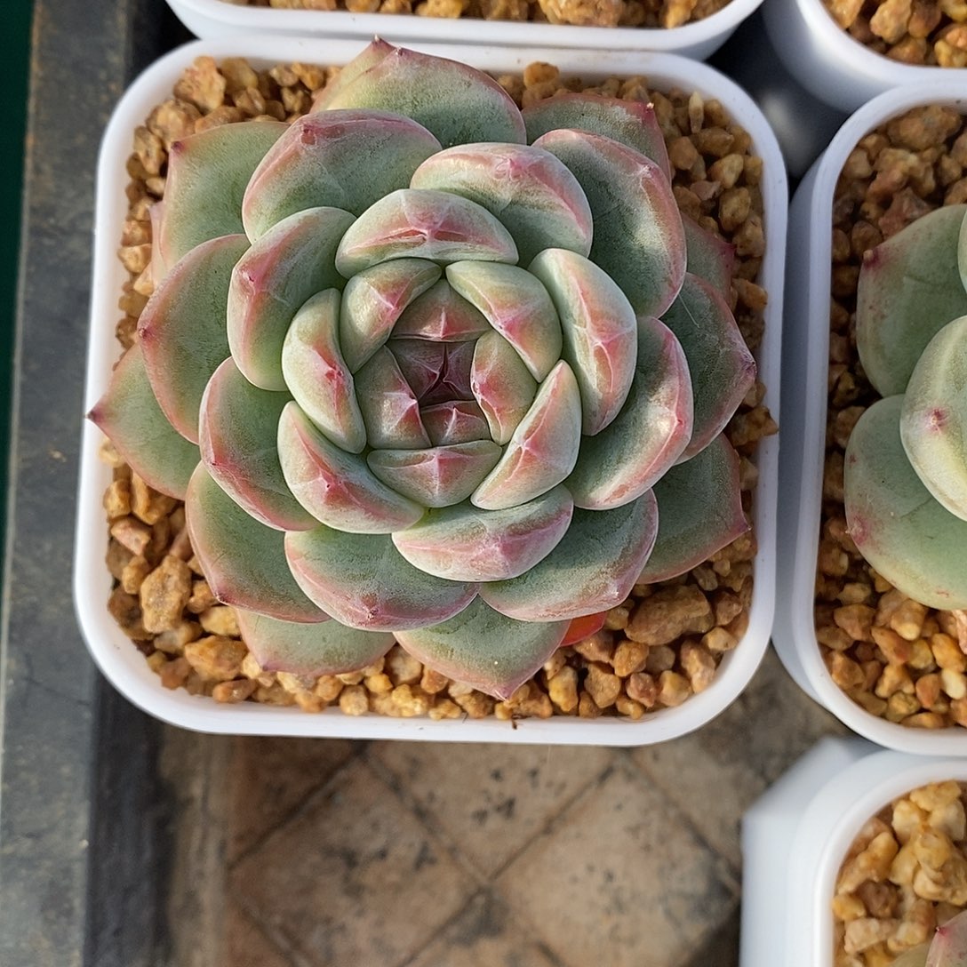 新品珍妮满28发货