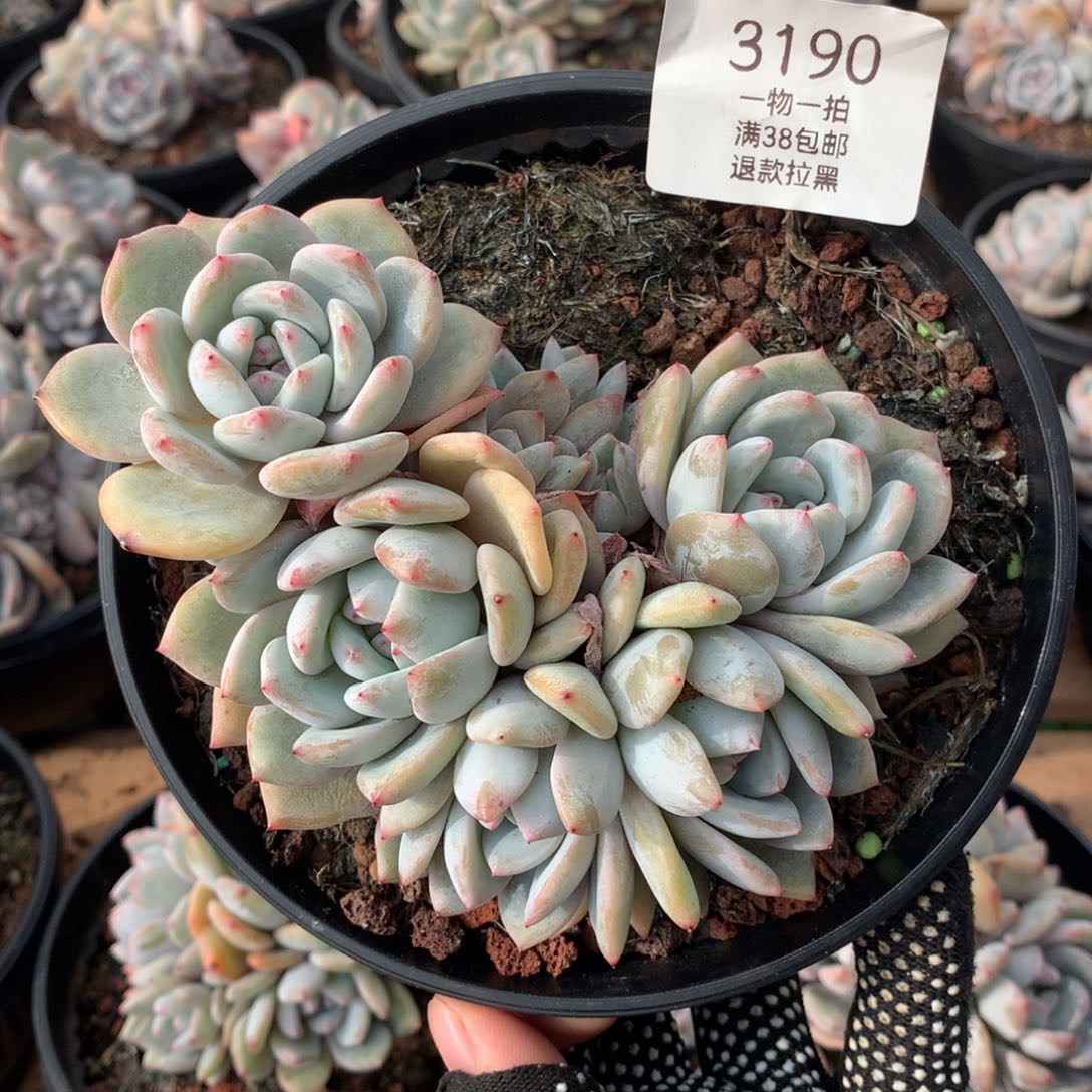 13厘米八头无砍飘枝石榴籽3190