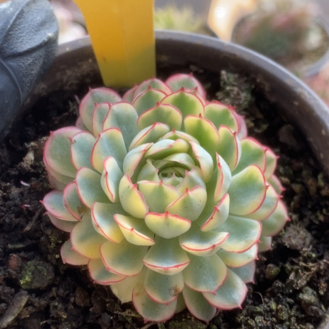 706黄覆轮梦幻玫瑰锦