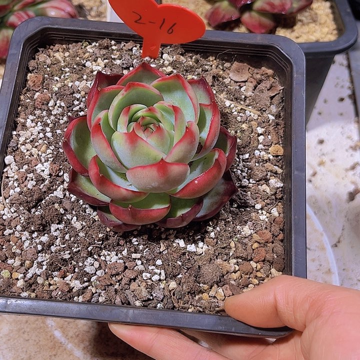 惊鸿仙子多肉植物2-16