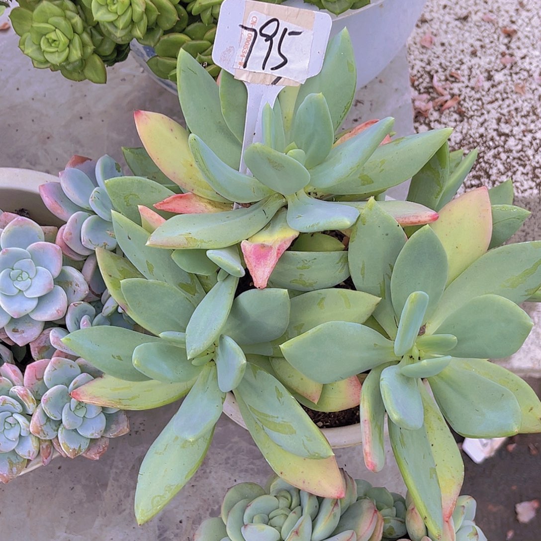 用***8000000000000000000795