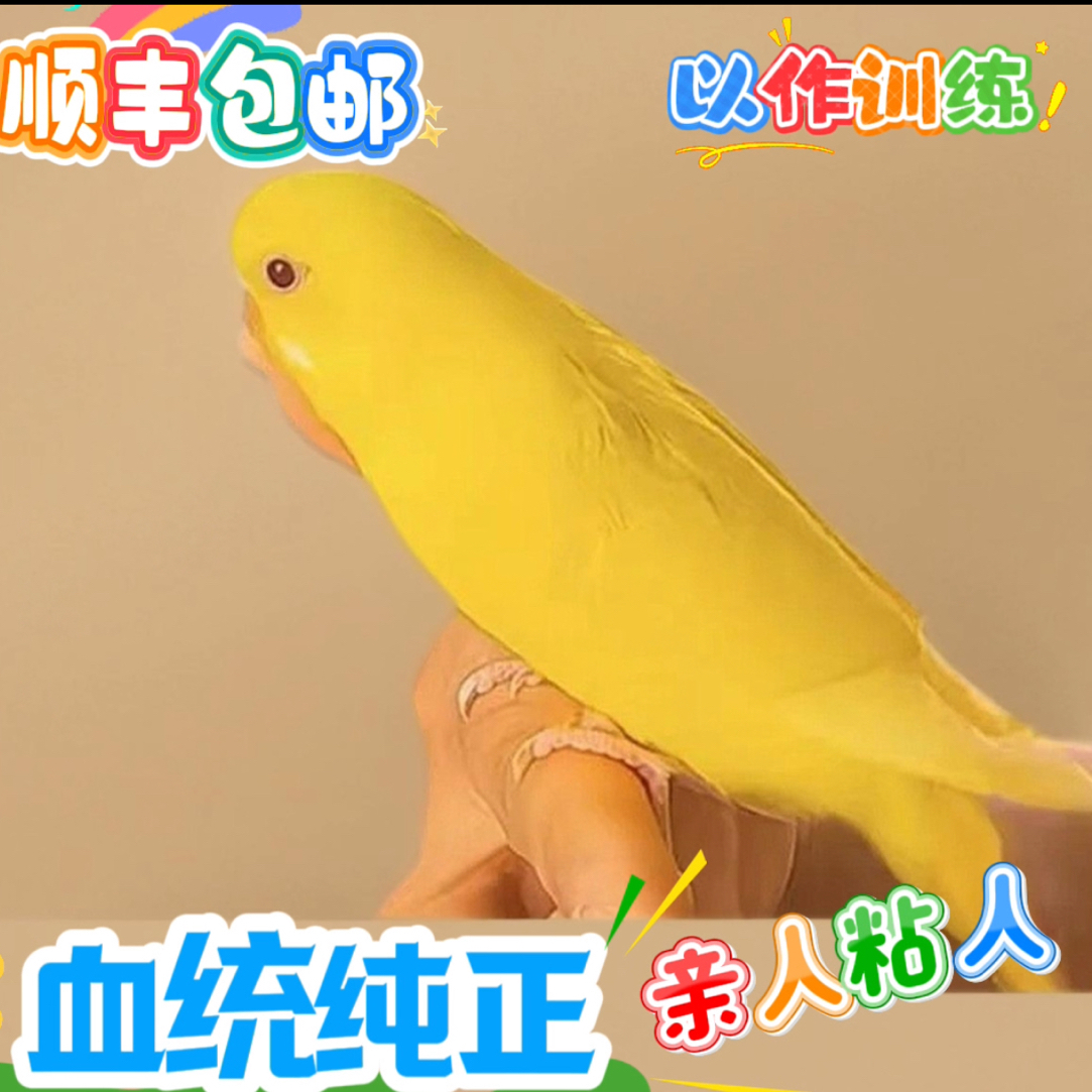 富贵黄白红眼纯色鹦鹉鹦鹉活宠手养学说话学说话训练