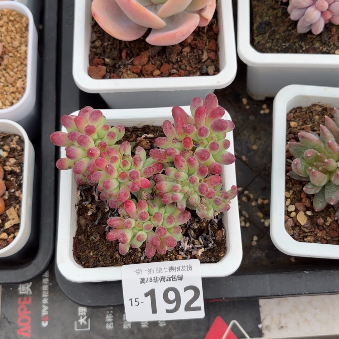 果冻乙女心缀化多肉