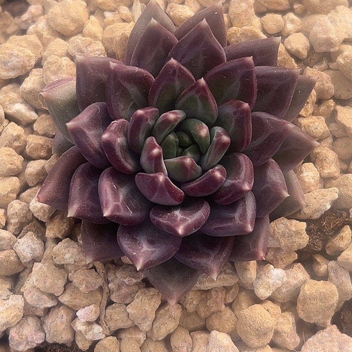 美人杂交特价一物一拍