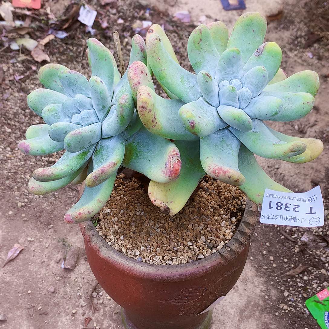 金***逸2381拇指仙女杯多肉