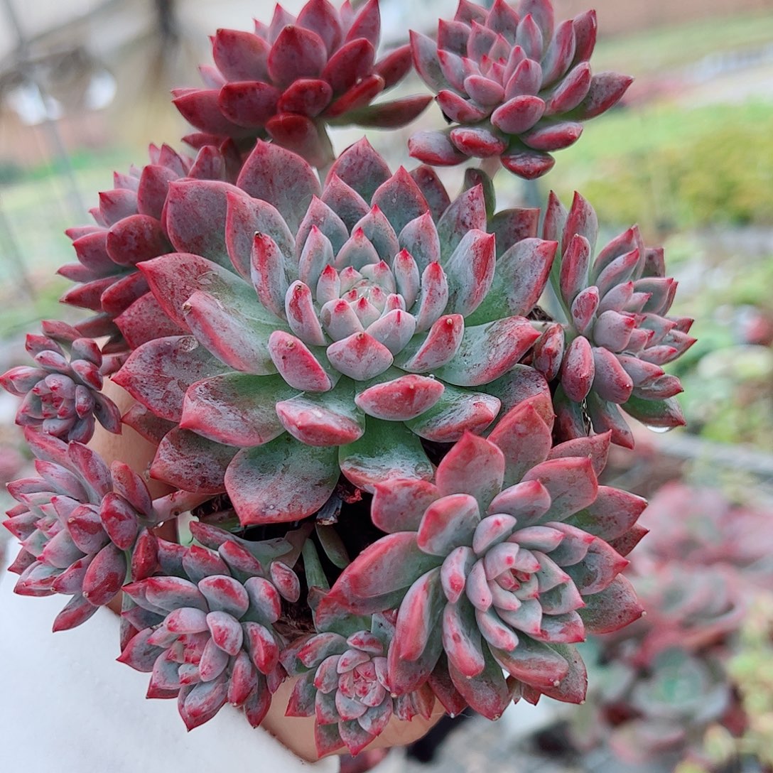 霜花多头造型精品特价