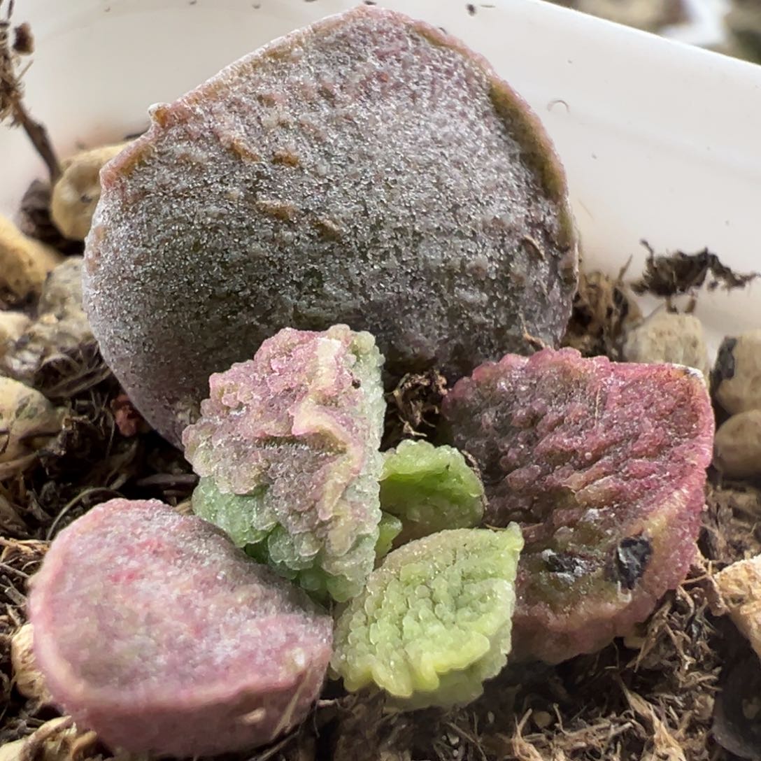 实生新品大苗多肉植物水泡