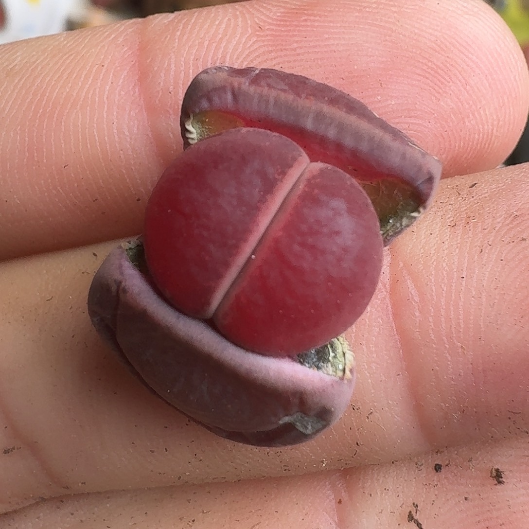 A333全窗酒红回交