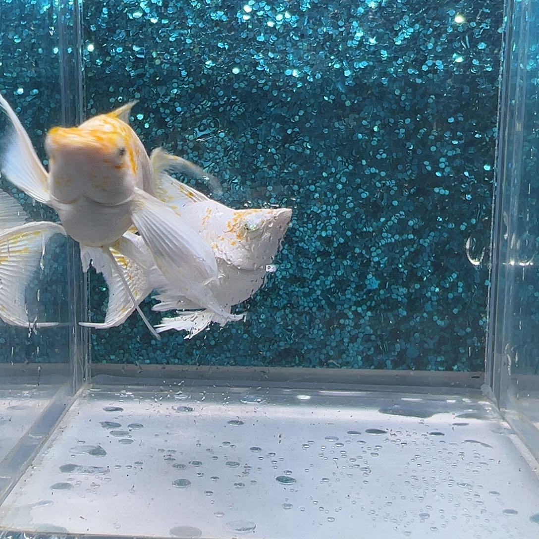 孔雀鱼樱花玛丽一对0084