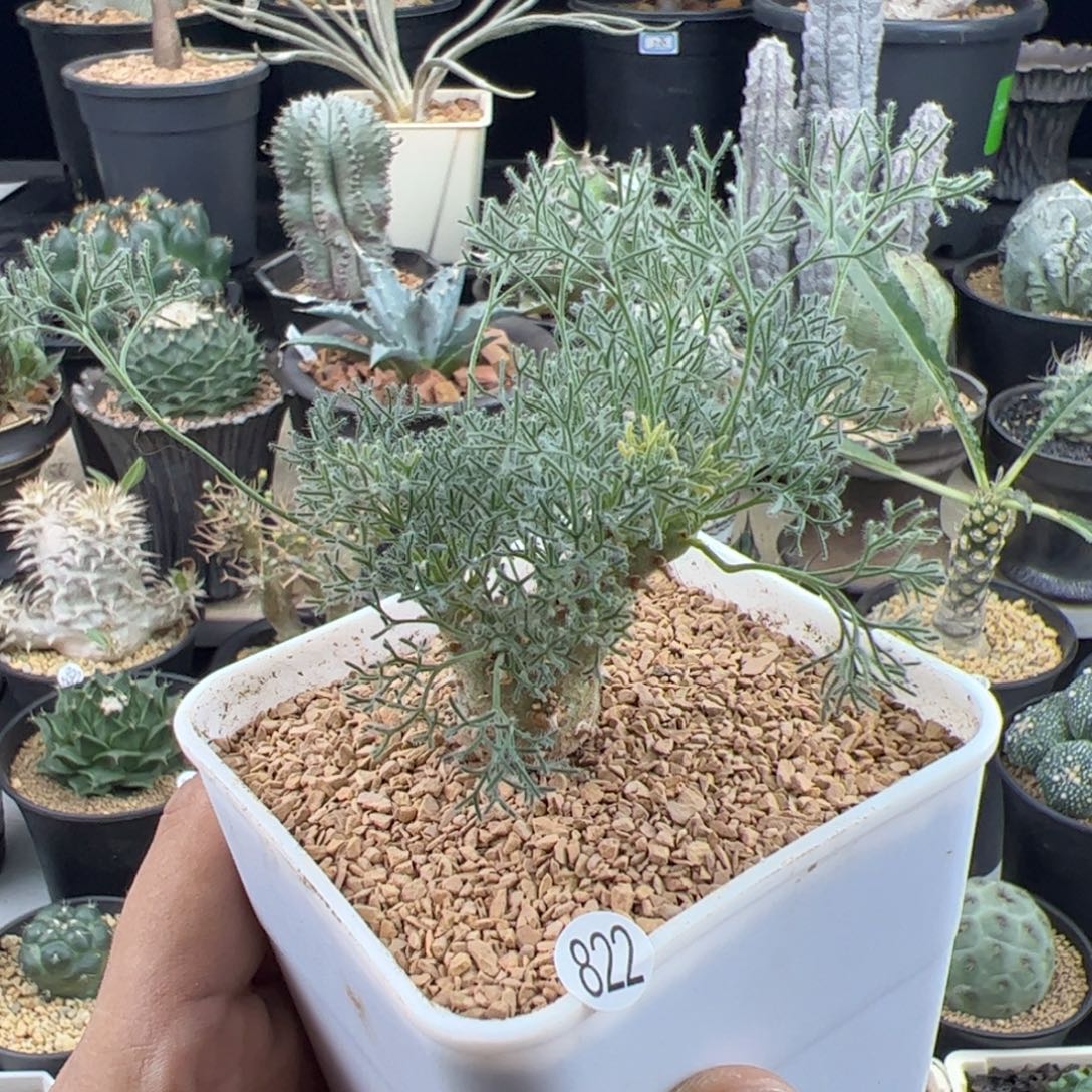 白皮月界一物一拍