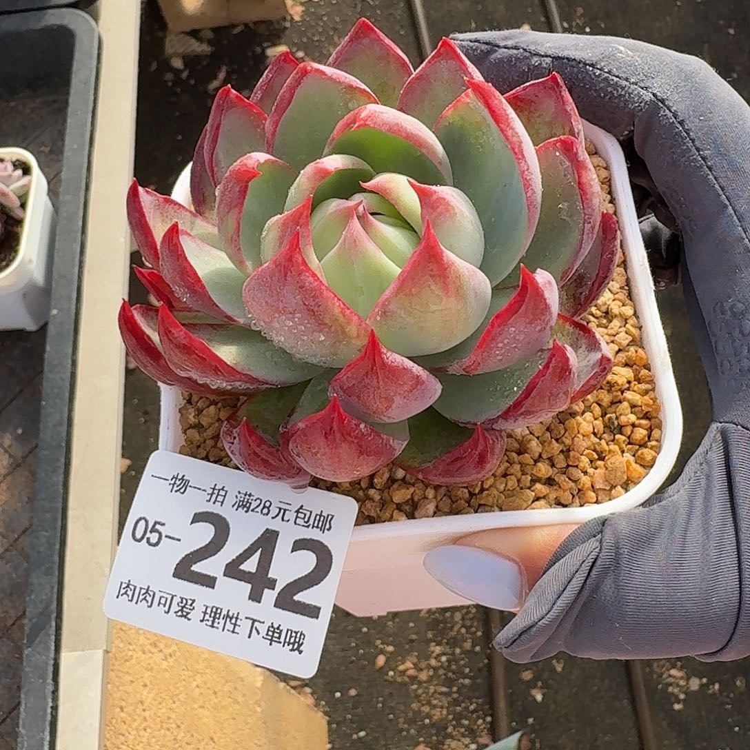 惊鸿无盆土发货无