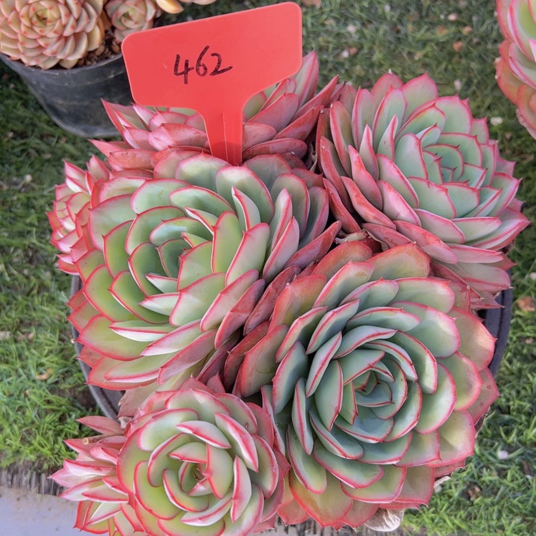 香玉的故事是一个人