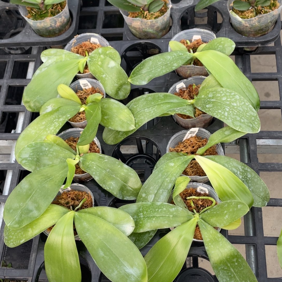 当前无花栽培后可以开花2.5弥陀紫莺交鱼鱼一颗