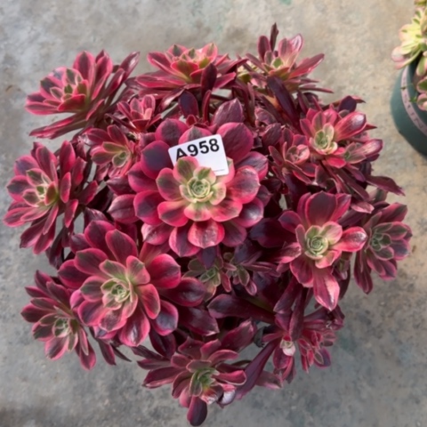 958白婚纱35厘米左右