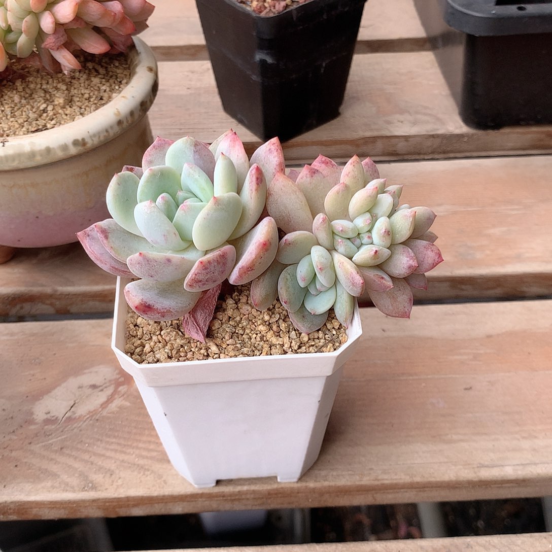 橙梦露缀化多肉植物老桩