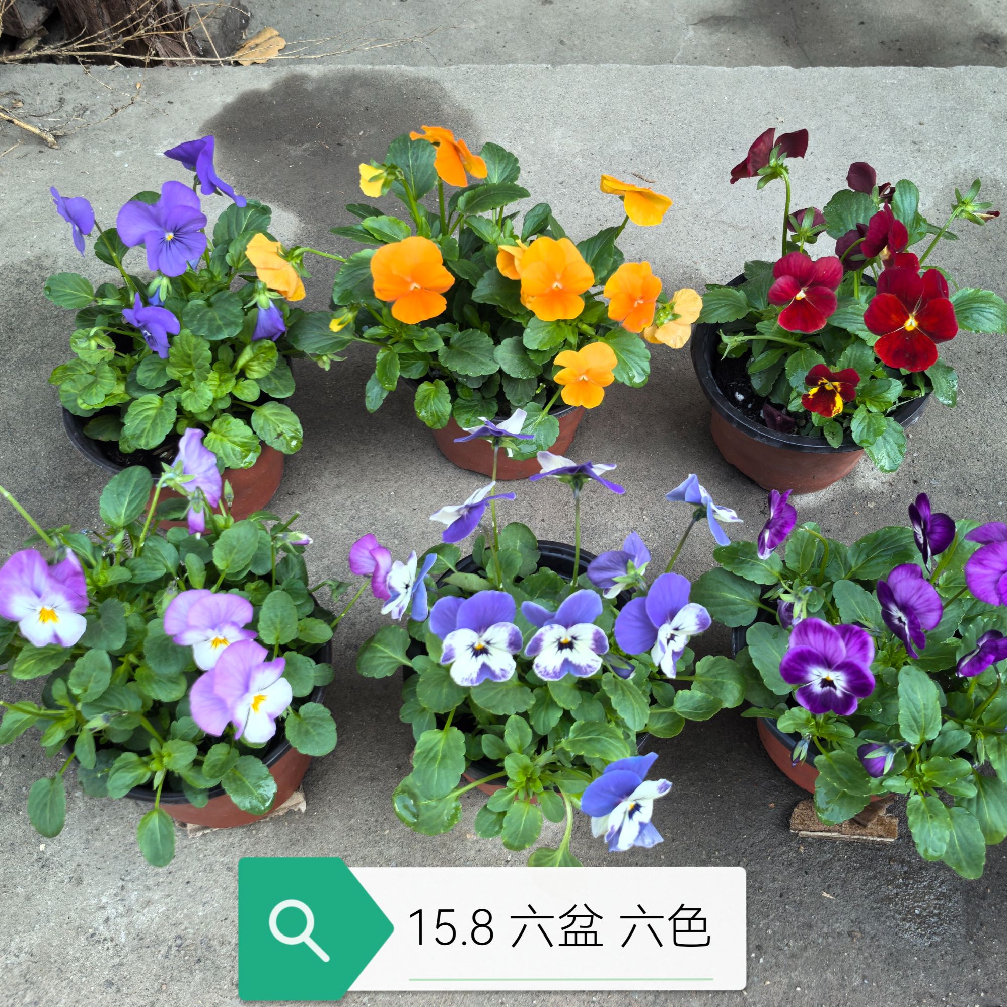 角堇盆栽带花苞三色堇冬季耐寒阳台庭院易养花卉