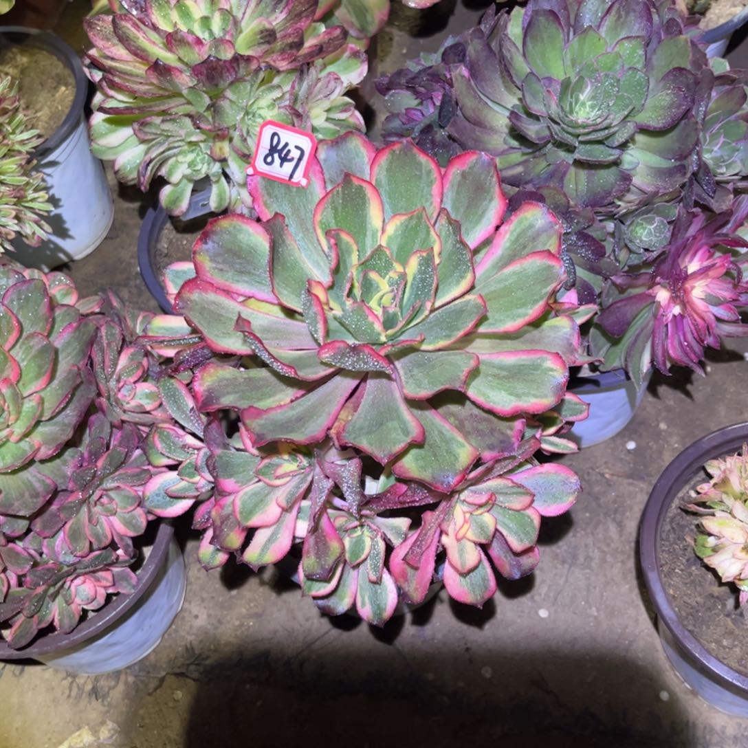 847多肉植物魅影捧花