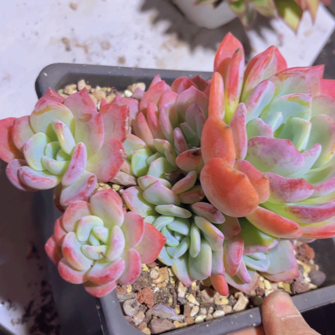 冷橙02231多肉植物