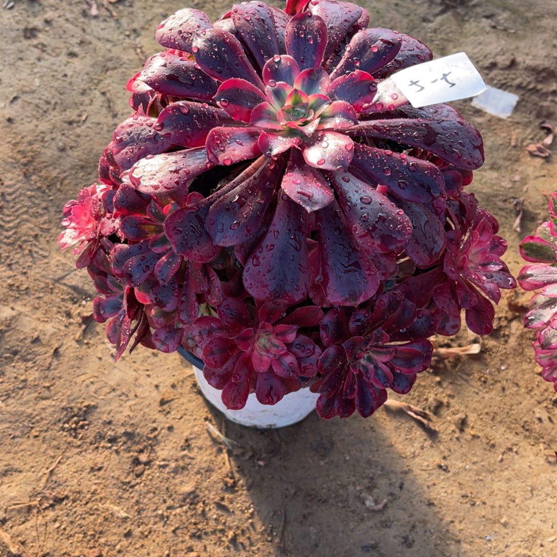 12-5-5美杜莎法师锦