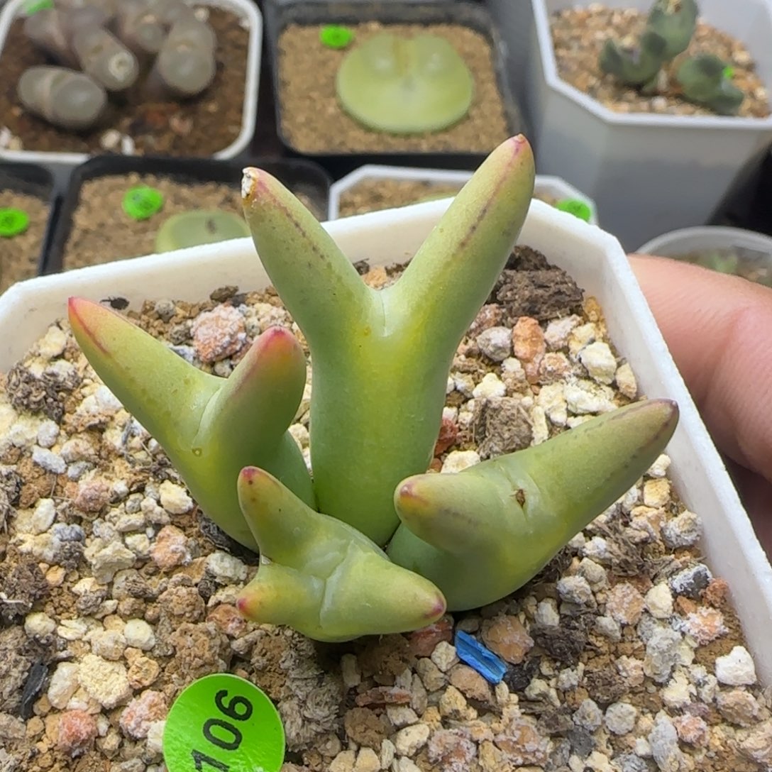 皮卡丘群多肉植物106