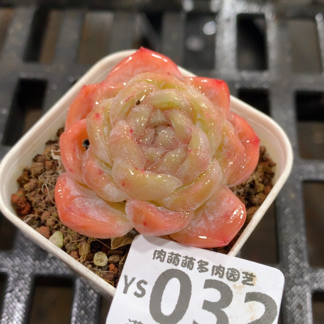 肉萌萌拇指盆精控多肉YS032