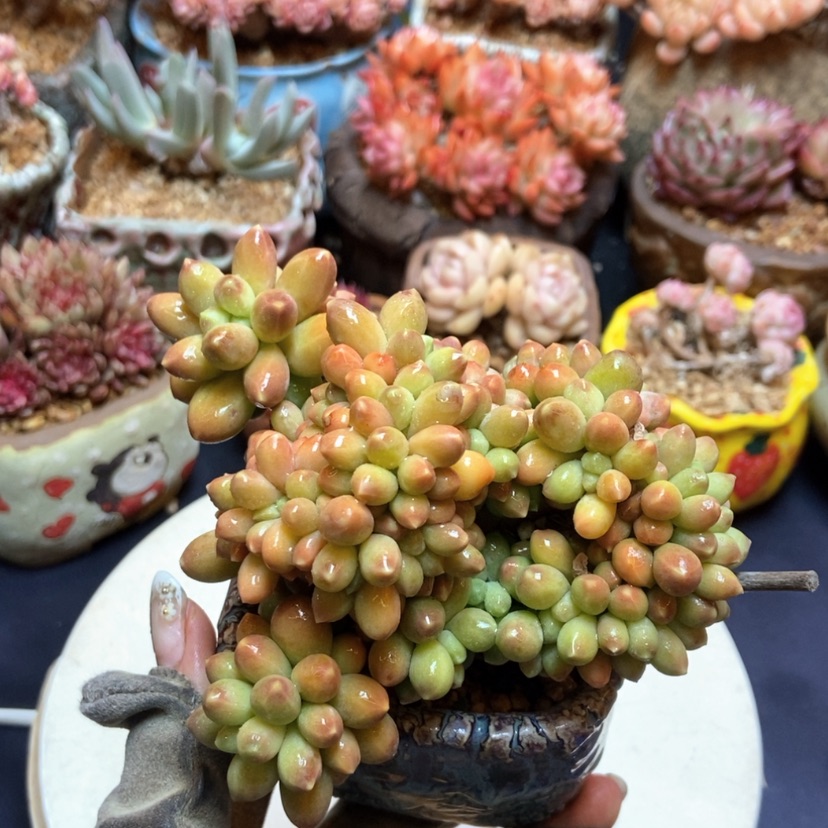 【闪购商品】香蕉树缀