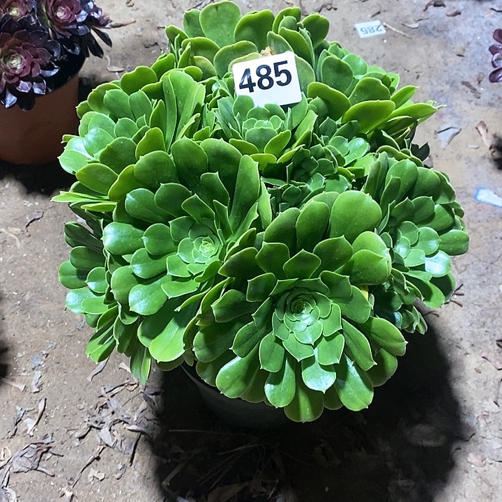 法师植物一物一拍1234567