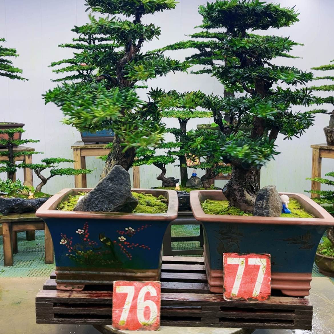 【闪购商品】无花朵连****司