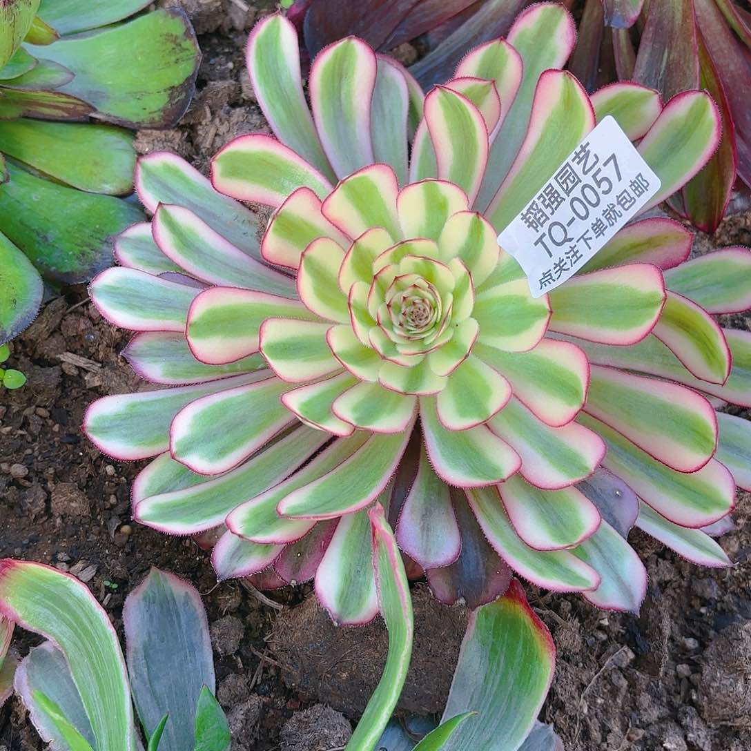 白月光多肉植物57园艺